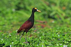 Northern Jacana